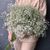 Gypsophila