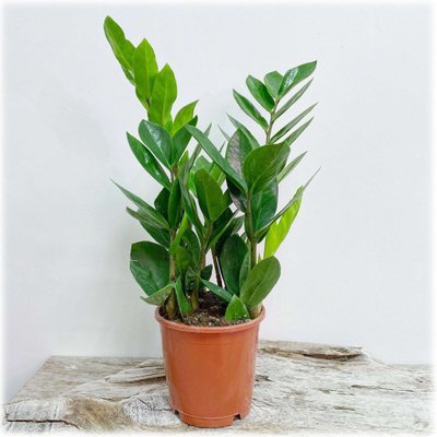 Zamioculcas, indoor plant (35)