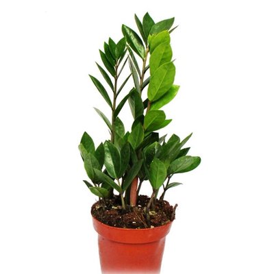 Zamioculcas, indoor plant (45)
