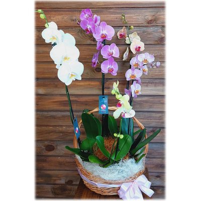 Gift cascade of orchids
