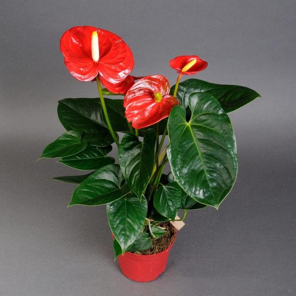 Houseplant Anthurium (red)