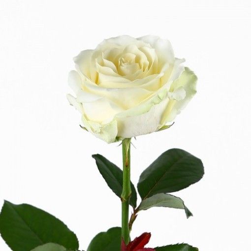 White roses - 60 cm (each)