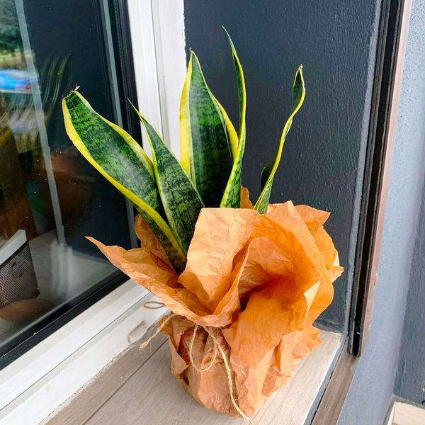 Sansevieria, indoor plant